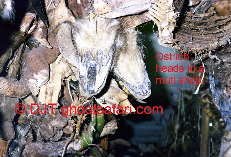 Ostrich Heads in a Muti Shop © (c) DJT
